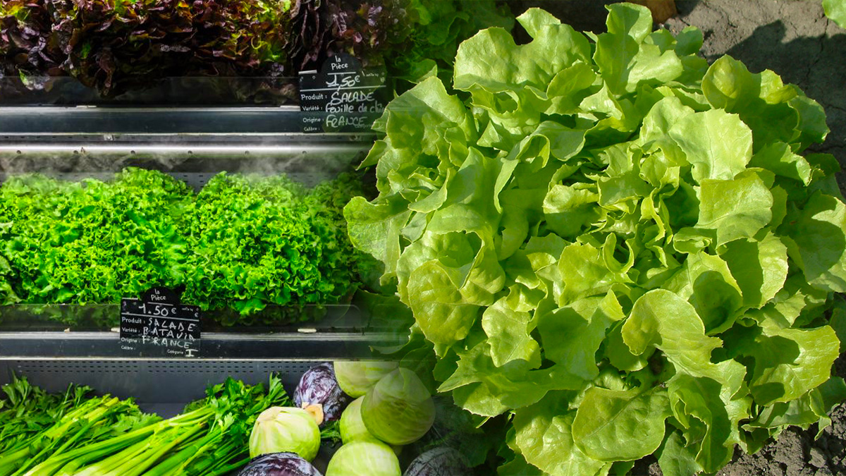Rappel urgent de salade en raison d'une contamination par la Listéria, protégez votre santé !
